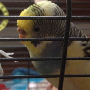 Meet your Posher, Cecil